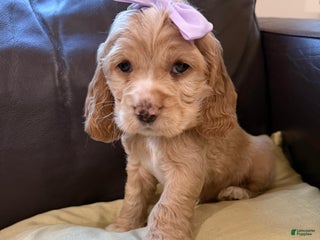 Cocker Spaniel dogs Sugar - Ad 29