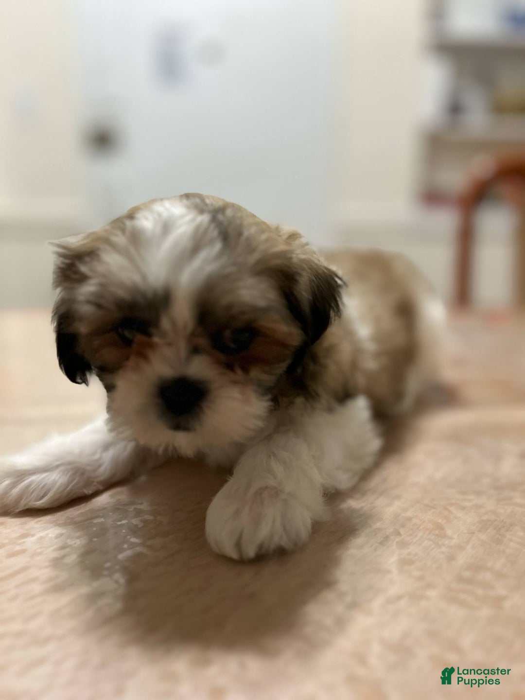 Shih Tzu dogs for sale: Isabella - Ad 3