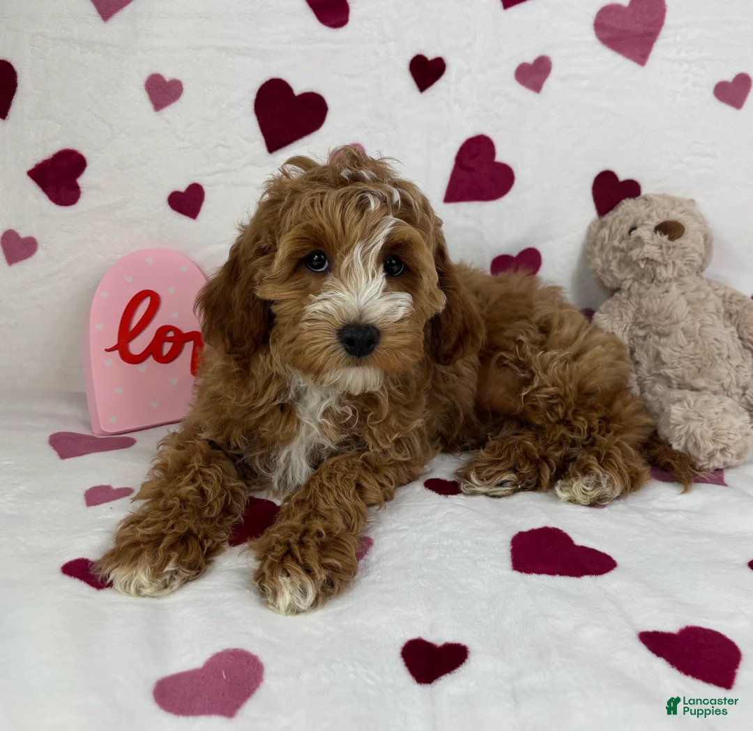 Cavapoo dogs for sale: Cavapoo Puppy 1 - Ad 4