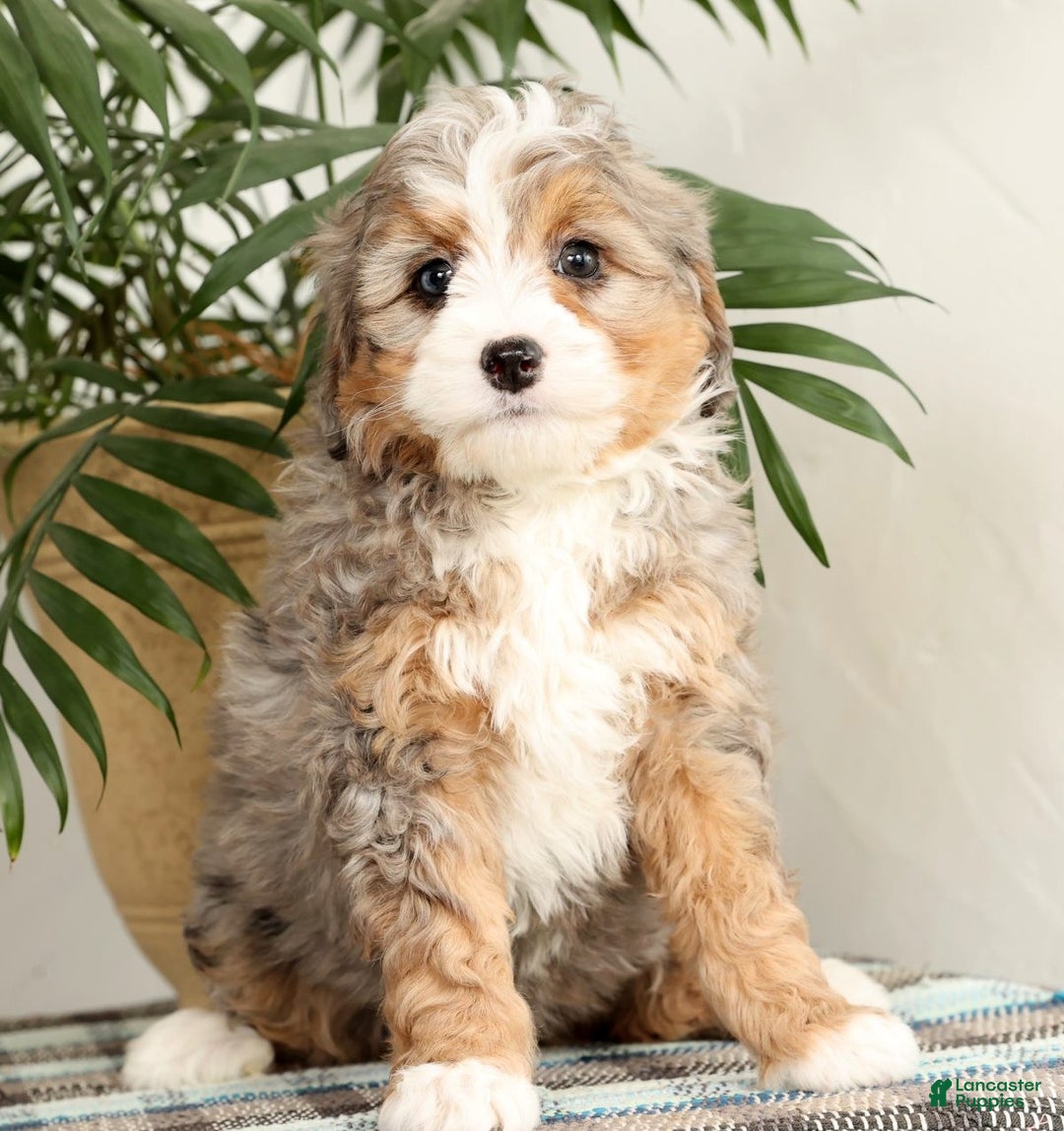 Mini Bernedoodle dogs for sale: Twinkle - Ad 6