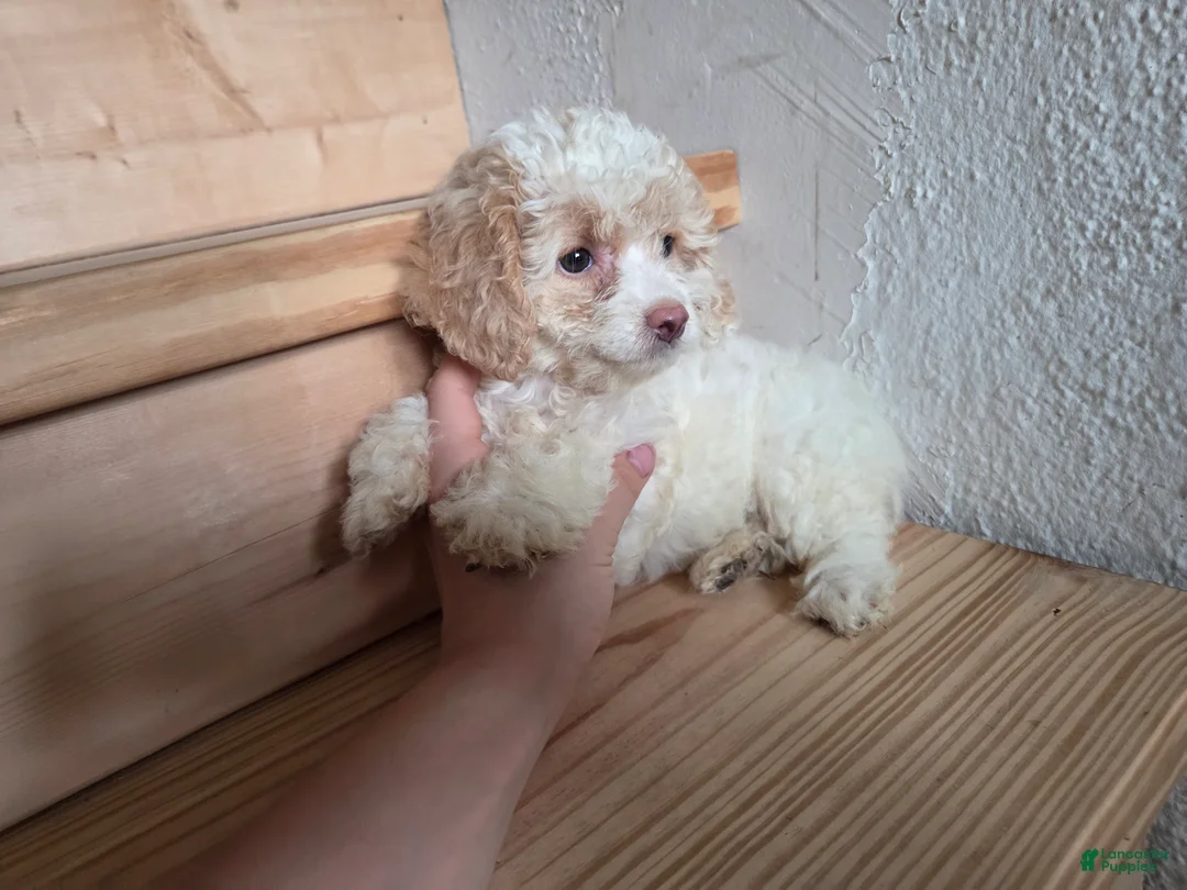 Cockapoo dogs for sale: Roxy - Ad 2