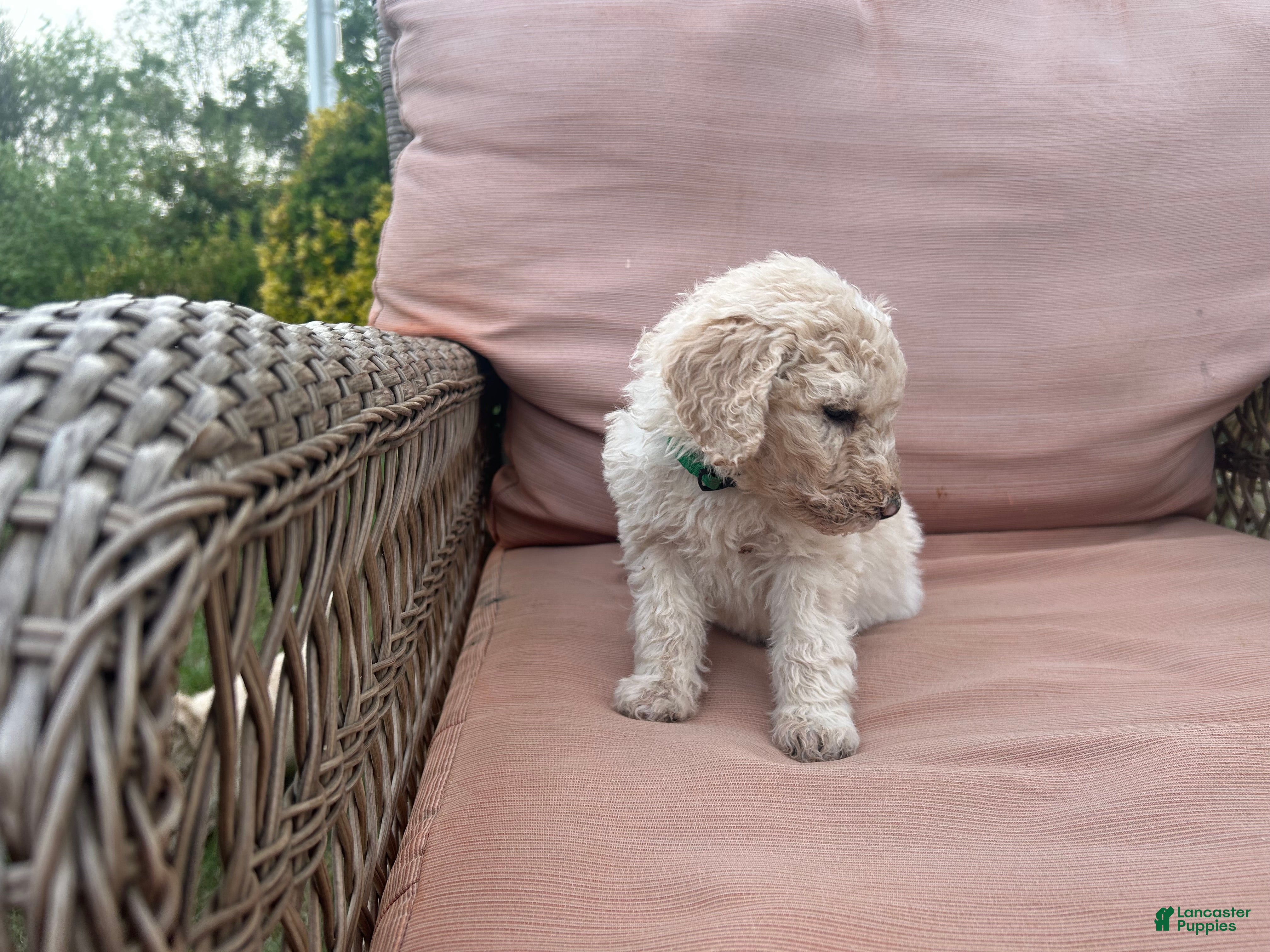 Goldendoodle dogs Goldendoodle Puppy 1 - Ad 2
