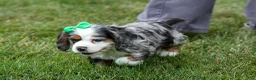 Cocker Spaniel dogs for sale: Jaxon 🐶💙 - Ad 3