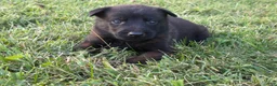 Belgian Malinois dogs for sale: Clark Kent (dark blue) - Ad 7