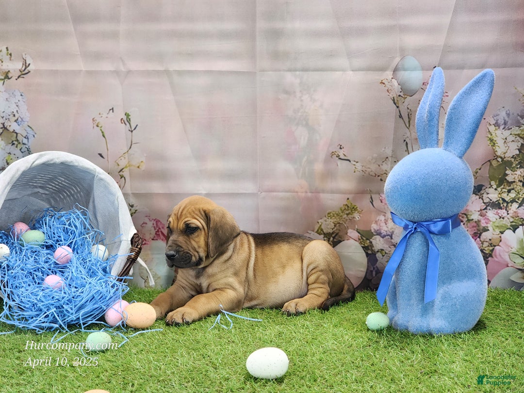 Mixed Breed dogs for sale: 2025 Bloodahoula Male 3 "Finn" - Ad 12