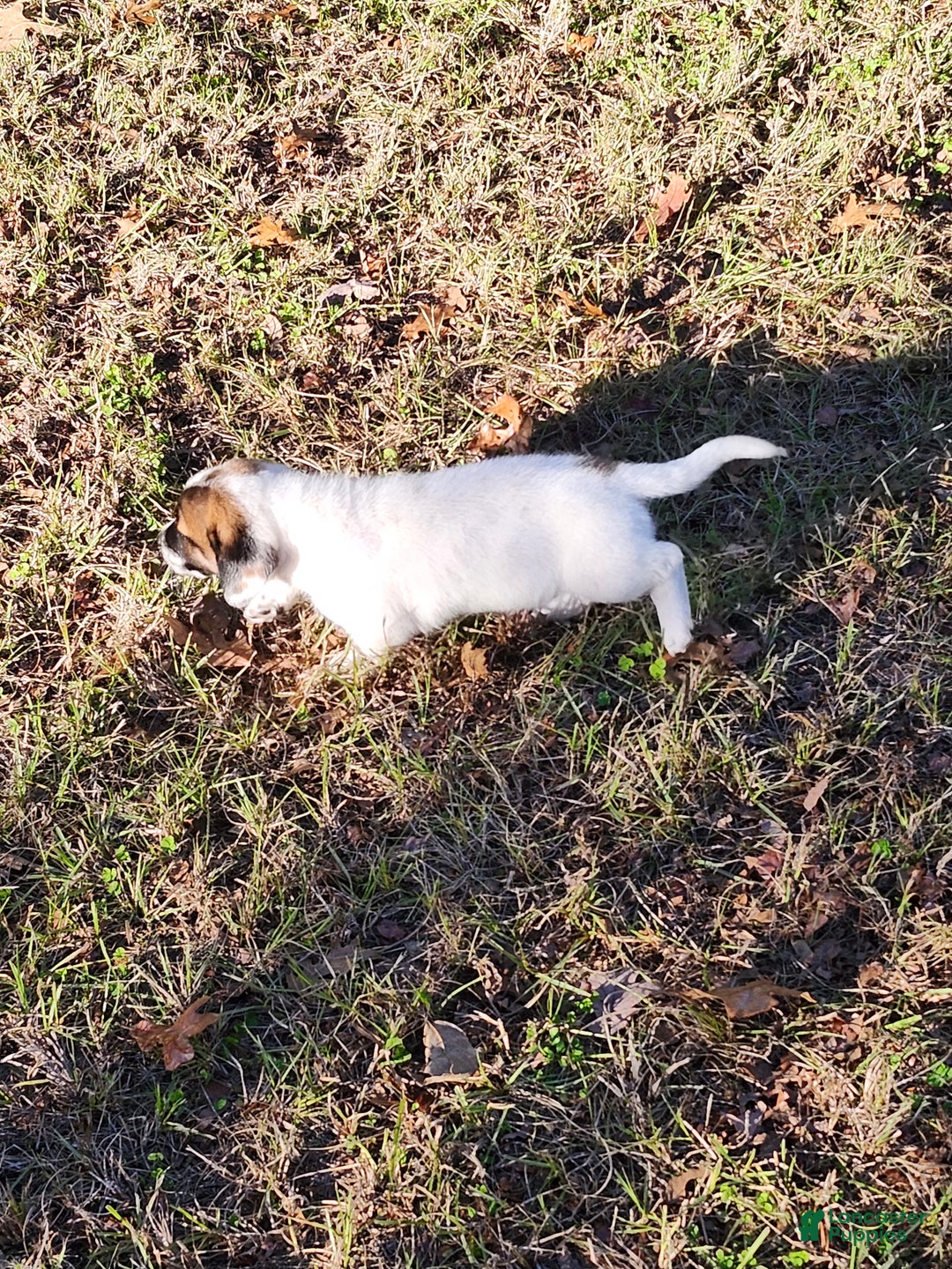 Mixed Breed dogs for sale: Mixed Breed Puppy 1 - Ad 8