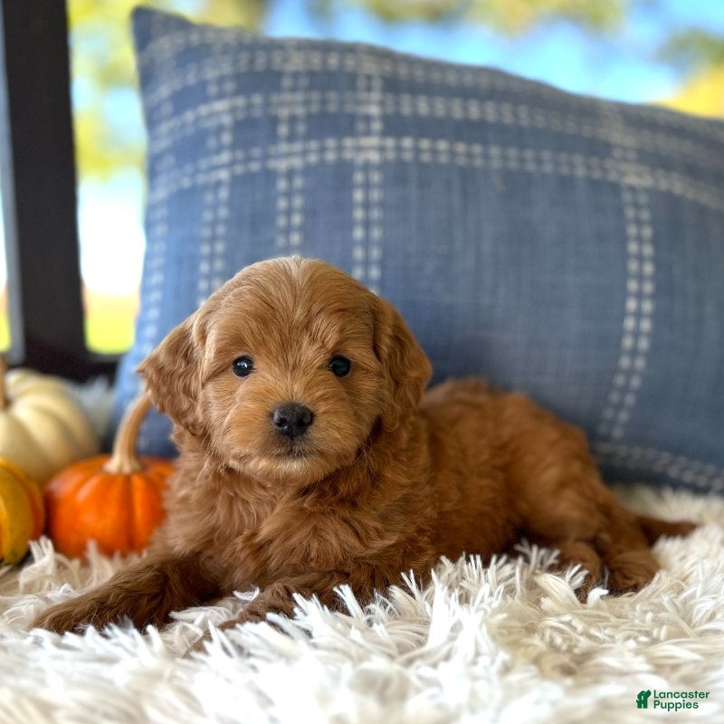 Tobi (Doodle / designer cross, Male) in Bluffton, IN