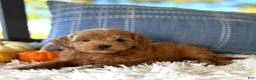 Mini Goldendoodle dogs for sale: Tobi (Micro Mini Goldendoodle) - Ad 1