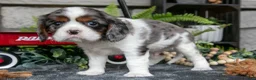 Cavalier King Charles Spaniel dogs for sale: Kingston - Ad 3