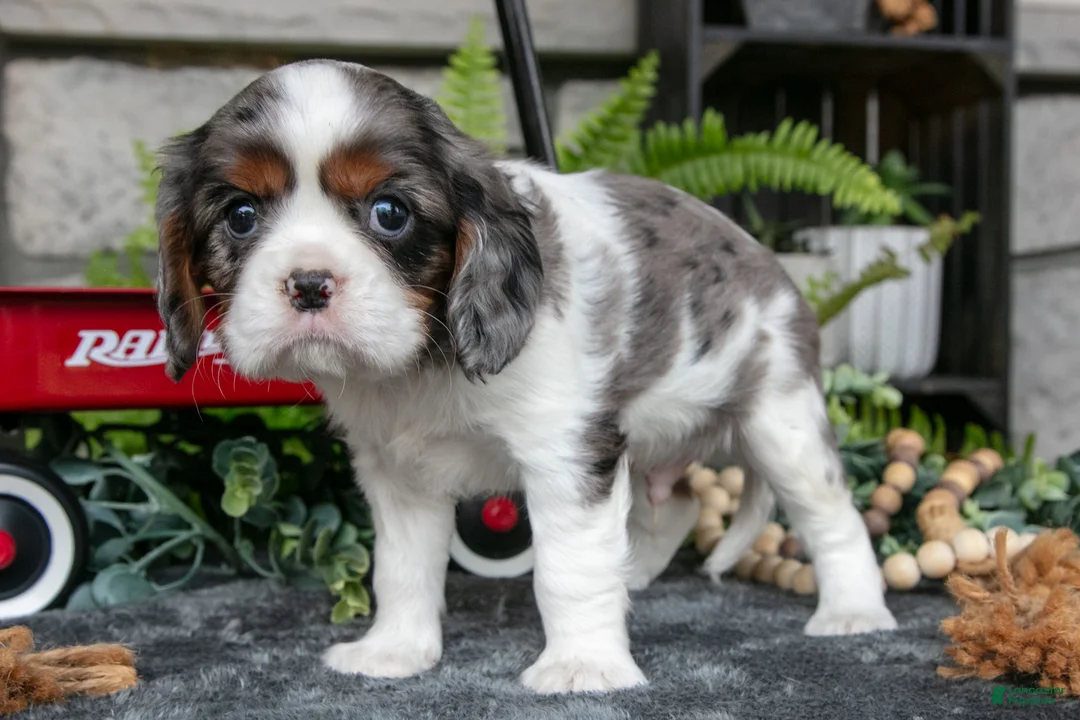 Cavalier King Charles Spaniel dogs for sale: Kingston - Ad 3