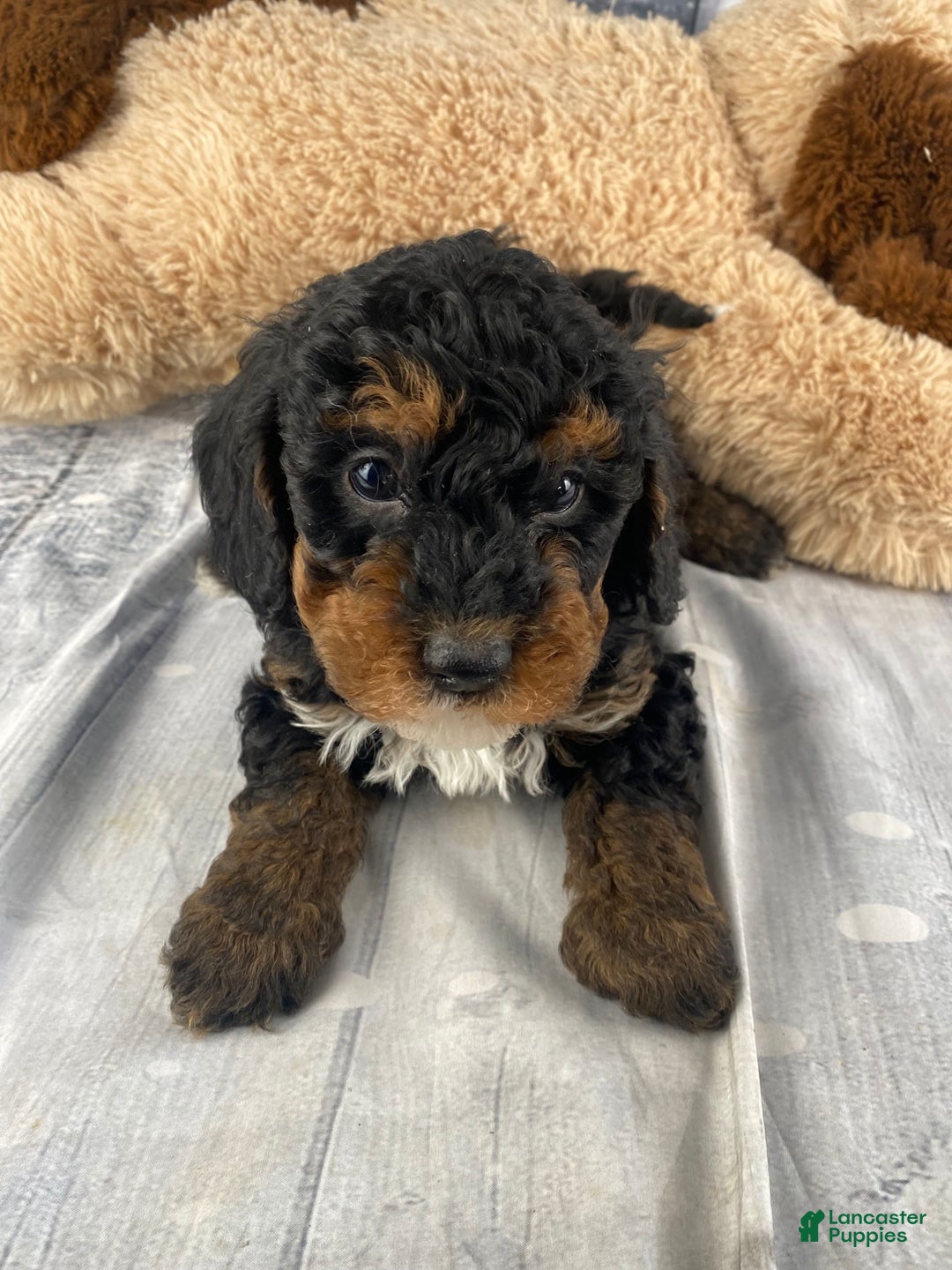Cavapoo dogs for sale: Samson - Ad 6