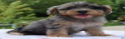 Yorkiepoo dogs for sale: Sapphire blue eyes  - Ad 11