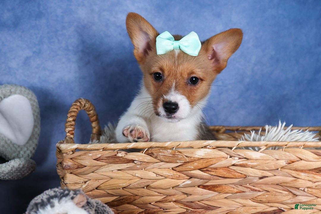 Welsh Corgi Pembroke dogs for sale: Maggie - Ad 2