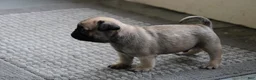 Pug dogs for sale: Tank - Ad 3