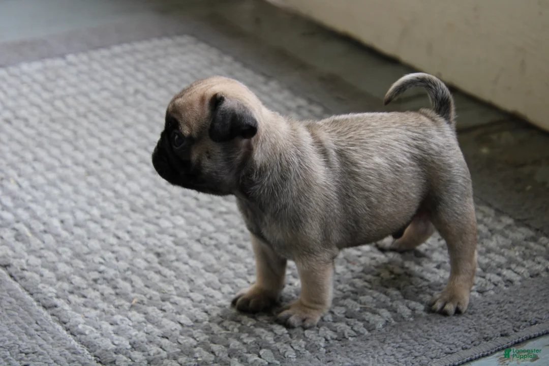 Pug dogs for sale: Tank - Ad 3
