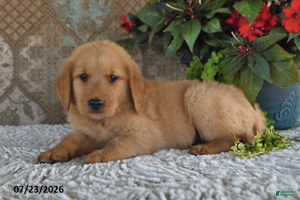 Golden Retriever dogs Echo - Ad 2