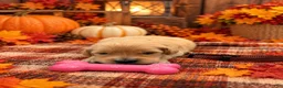 Golden Retriever dogs for sale: Molly - Brown collar - Ad 2
