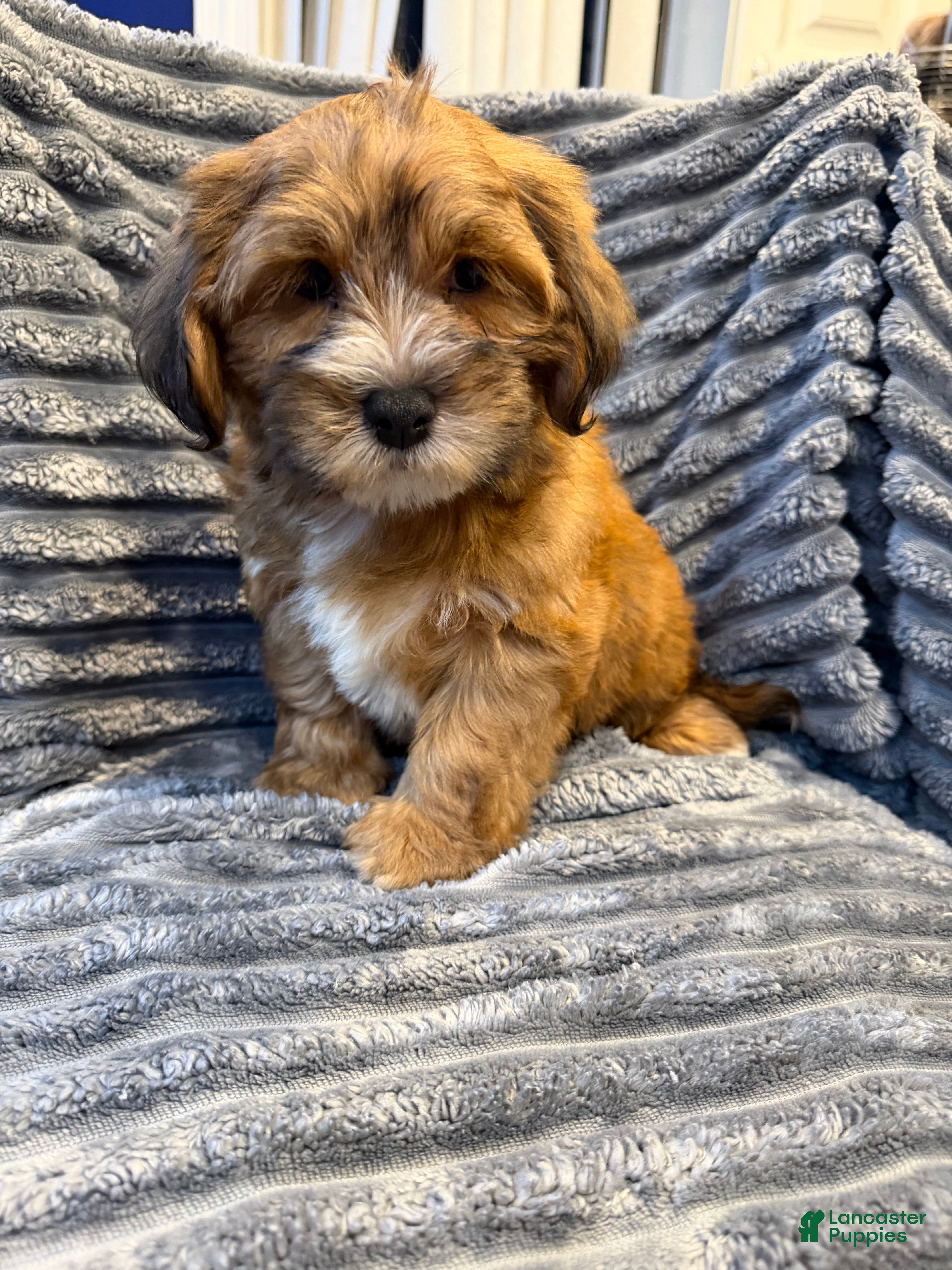 Mixed Breed dogs Lucky - Ad 2
