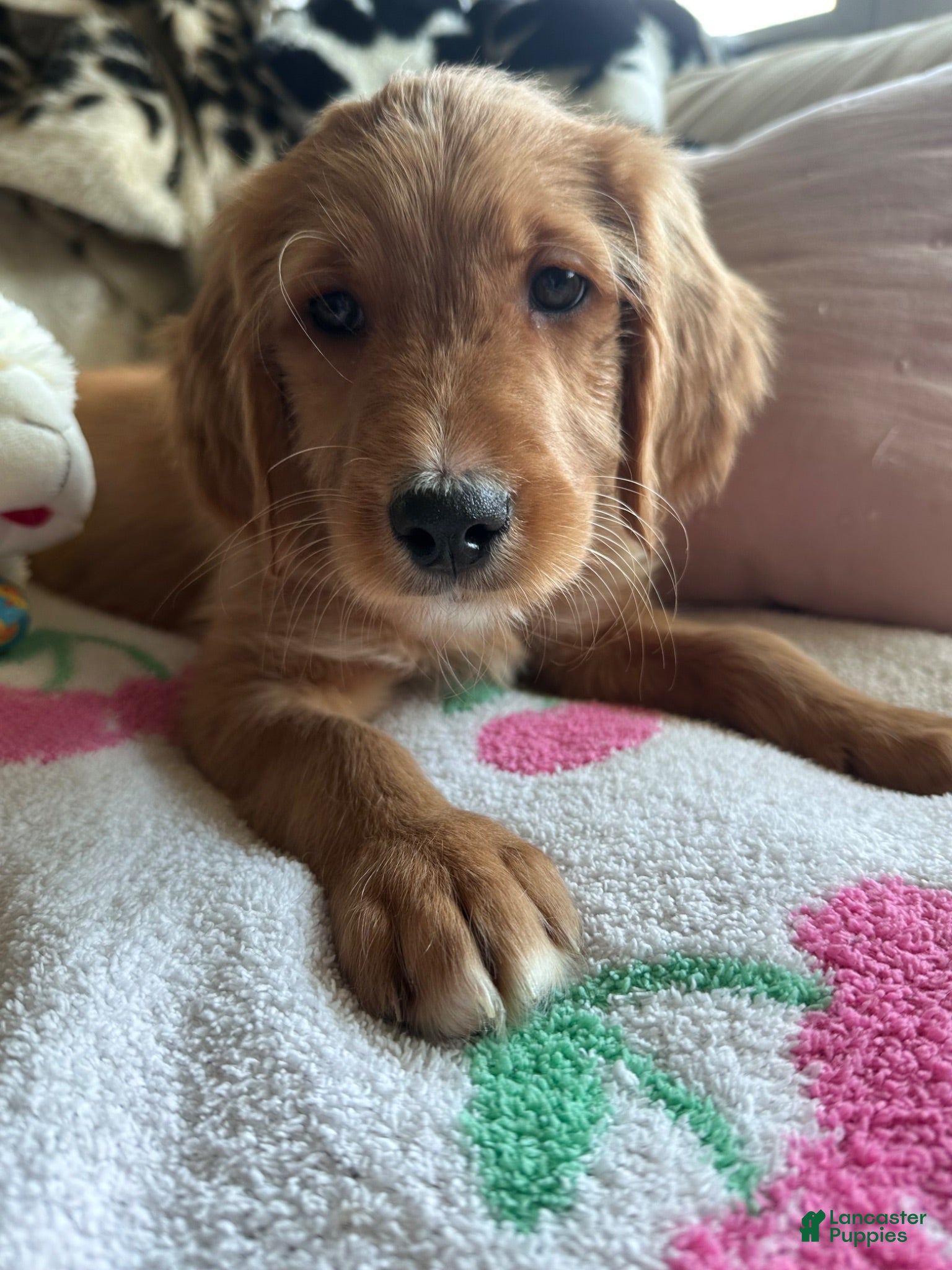 Mixed Breed dogs Griz - Ad 1