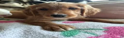 Mixed Breed dogs for sale: Griz - Ad 1