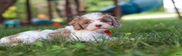 Cavapoo dogs for sale: Chase - Ad 6