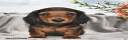 Miniature Dachshund dogs for sale: Archie - Ad 2