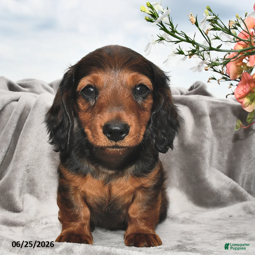 Miniature Dachshund dogs for sale: Archie - Ad 2