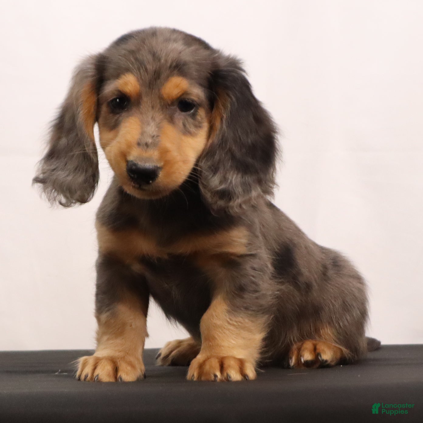 Dachshund dogs Ike - Ad 1