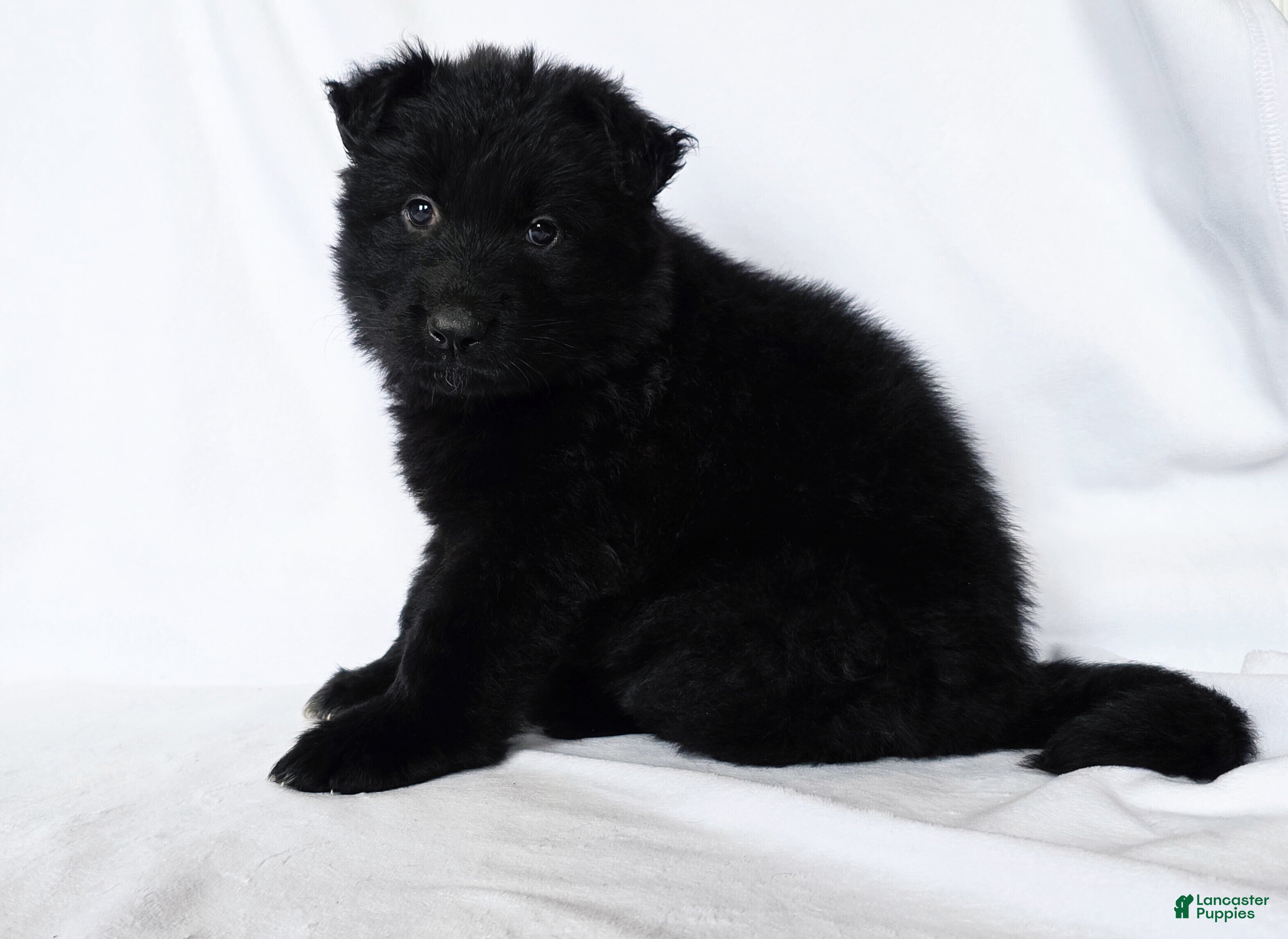 German Shepherd dogs Female puppy - Ad 21
