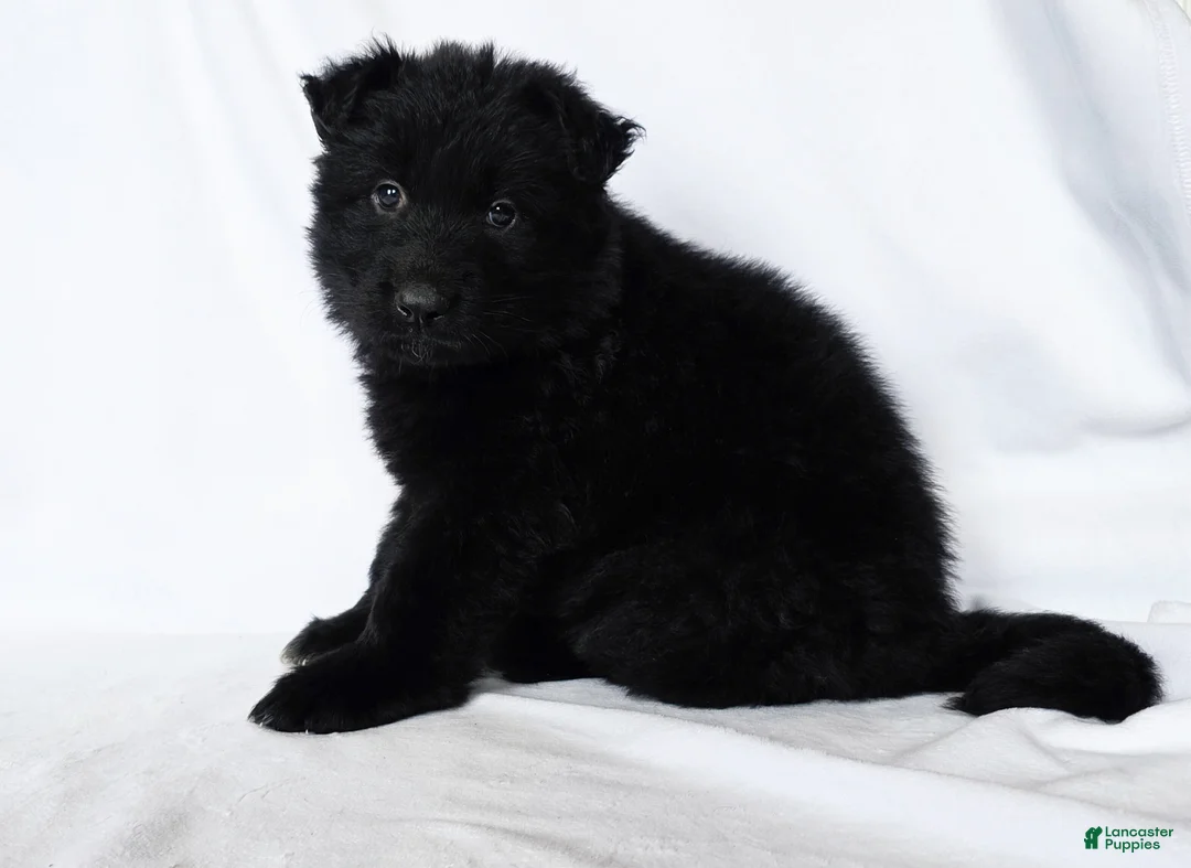 German Shepherd dogs for sale: Female puppy - Ad 1