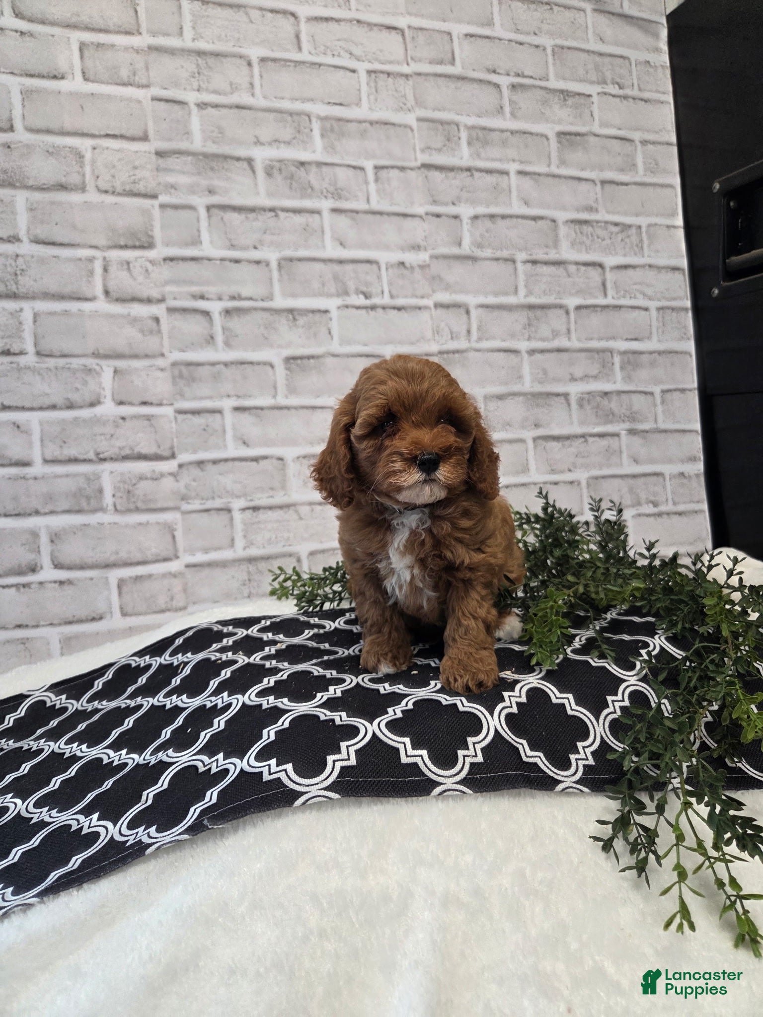 Cavapoo dogs Tori - Ad 4