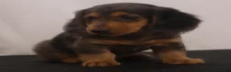 Dachshund dogs for sale: Ike - Ad 3