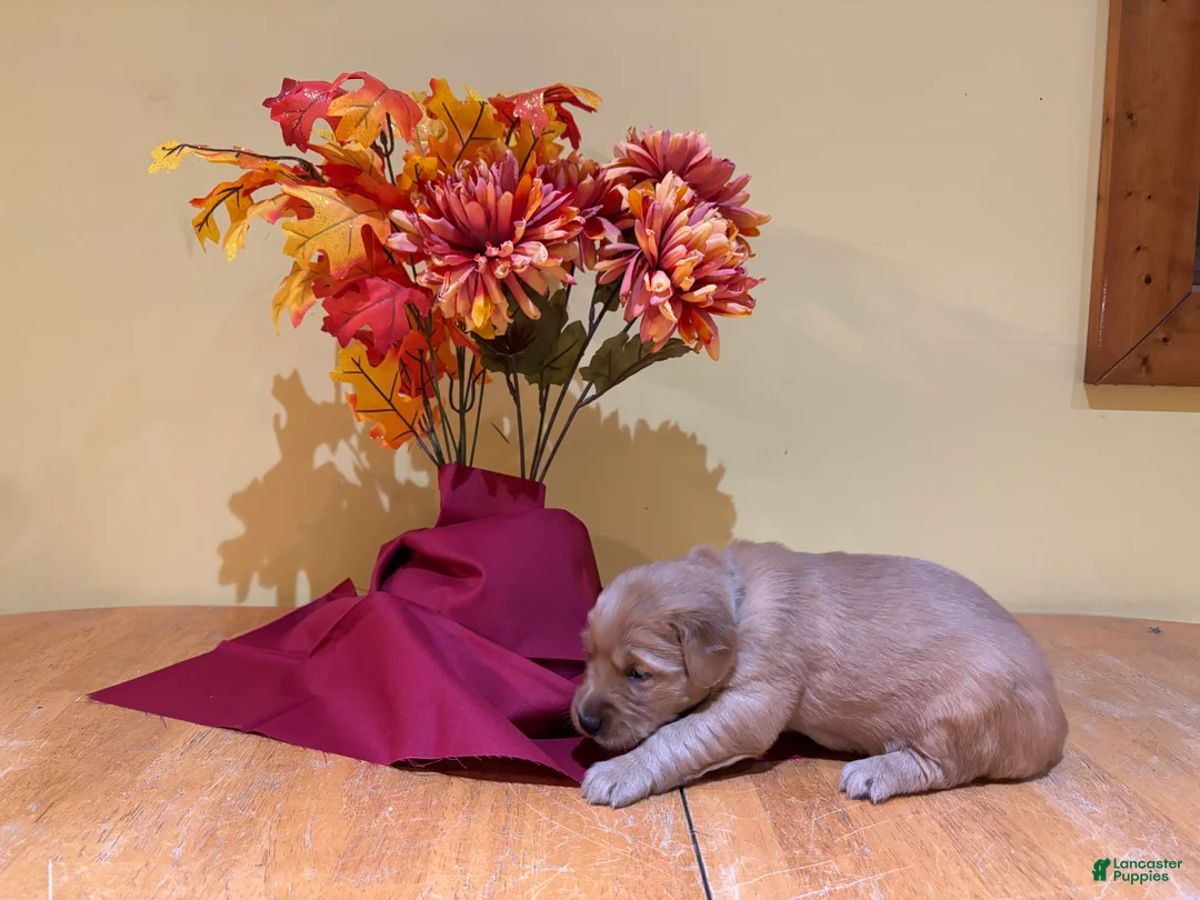 Golden Retriever dogs for sale: Miss Light Blue - Ad 2