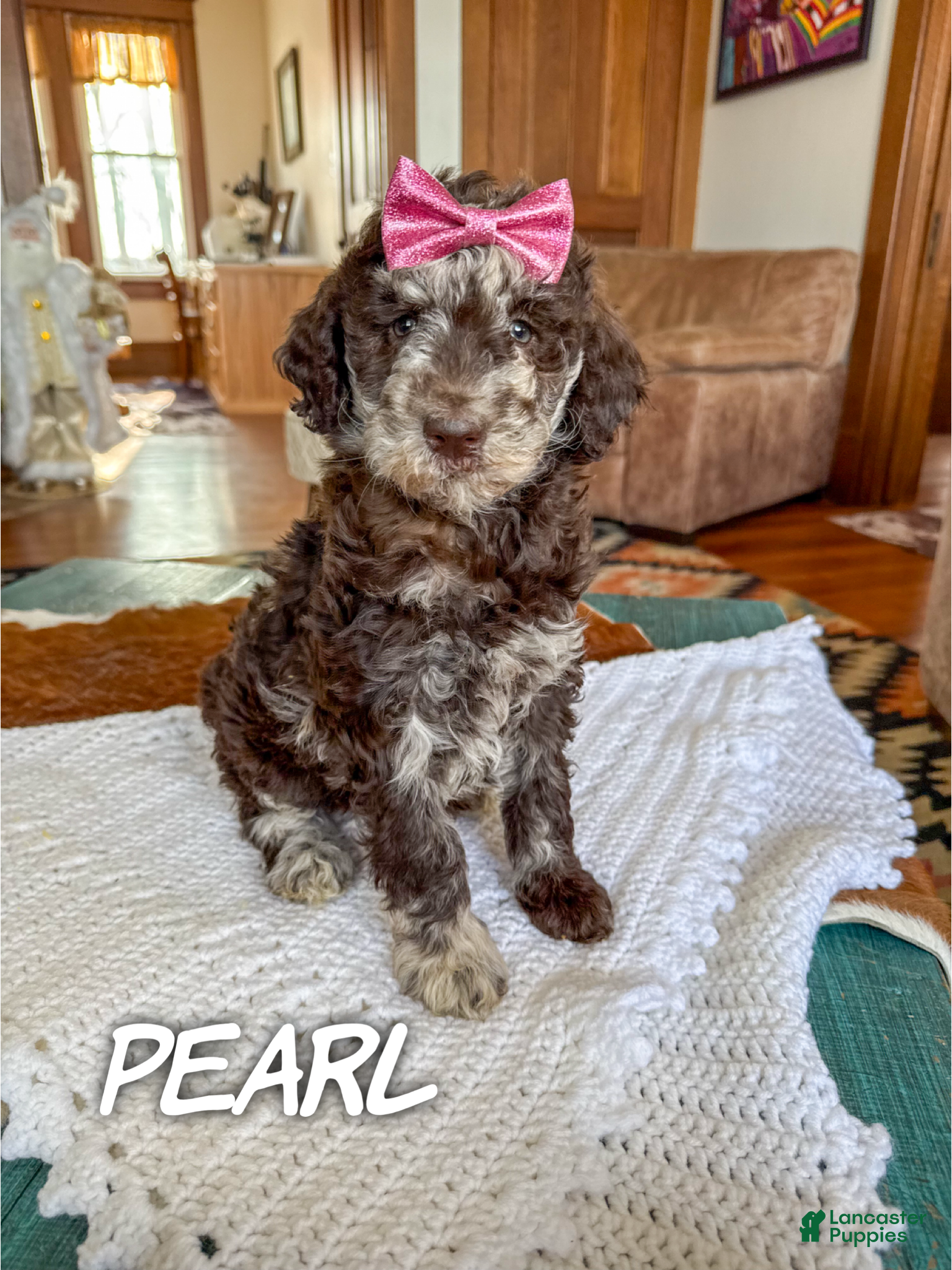 Mixed Breed dogs Pearl - Ad 42
