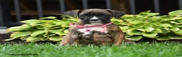 Boxer dogs for sale: Hunter - Ad 4