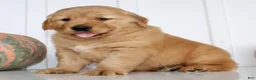 Golden Retriever dogs for sale: Brock Male AKC Golden Retriever - Ad 5