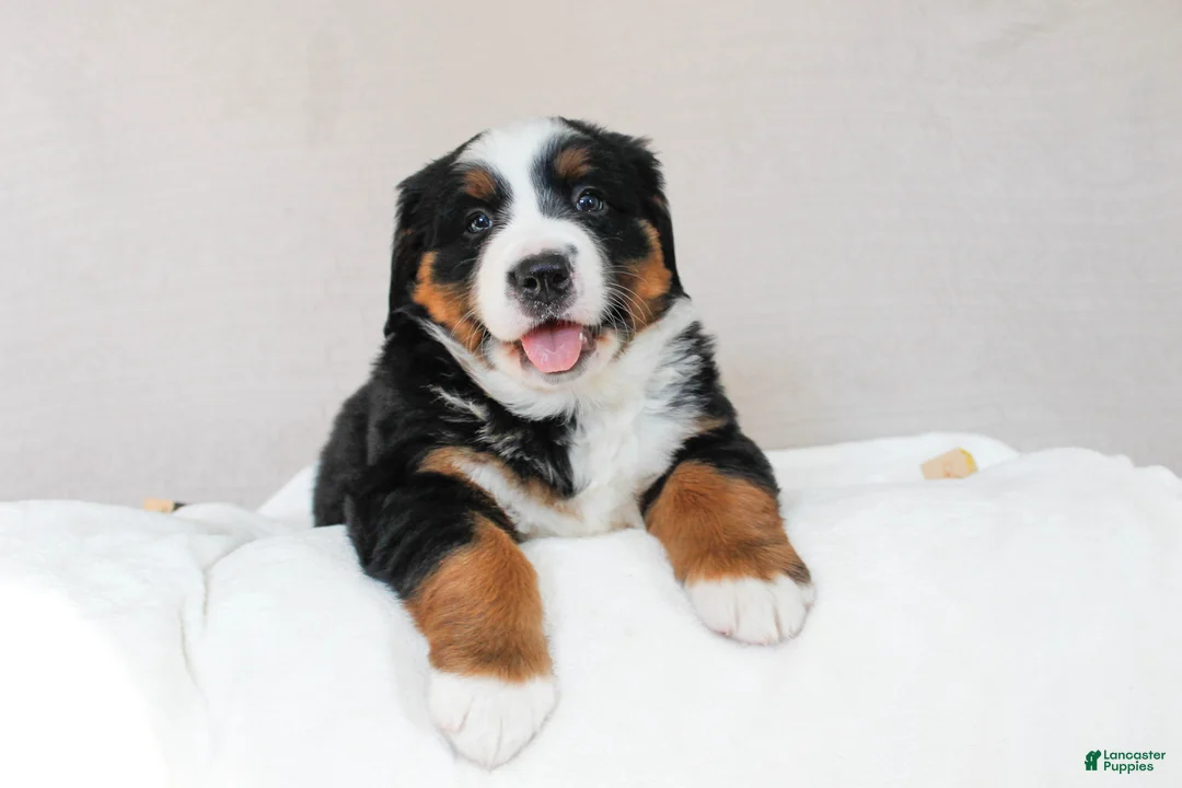 Bernese Mountain Dog dogs for sale: Jasmine - Ad 1