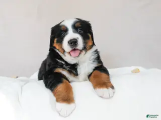 Bernese Mountain Dog dogs Jasmine - Ad 17
