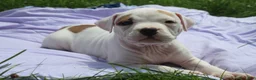 American Bully dogs for sale: Fiona - Ad 3
