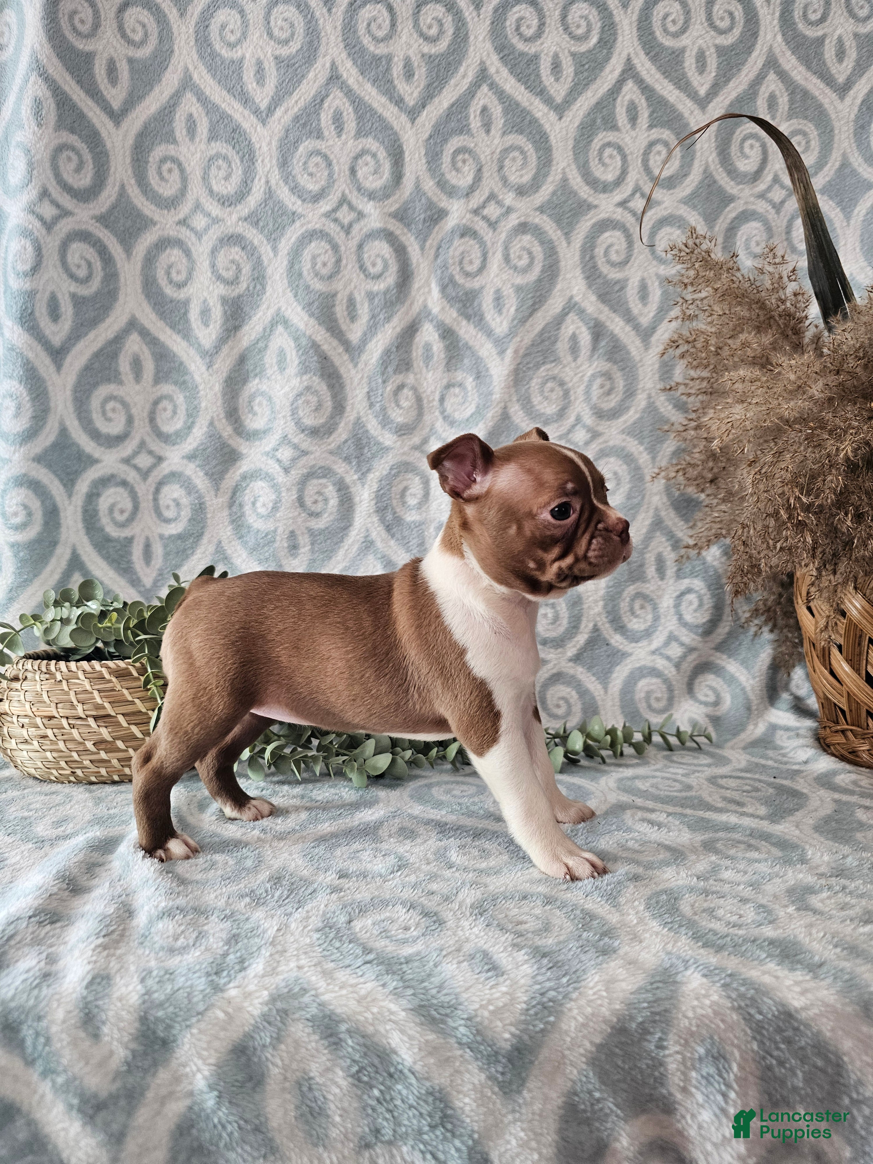 Boston Terrier dogs Roxy - Ad 28