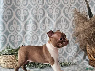 Boston Terrier dogs Roxy - Ad 28