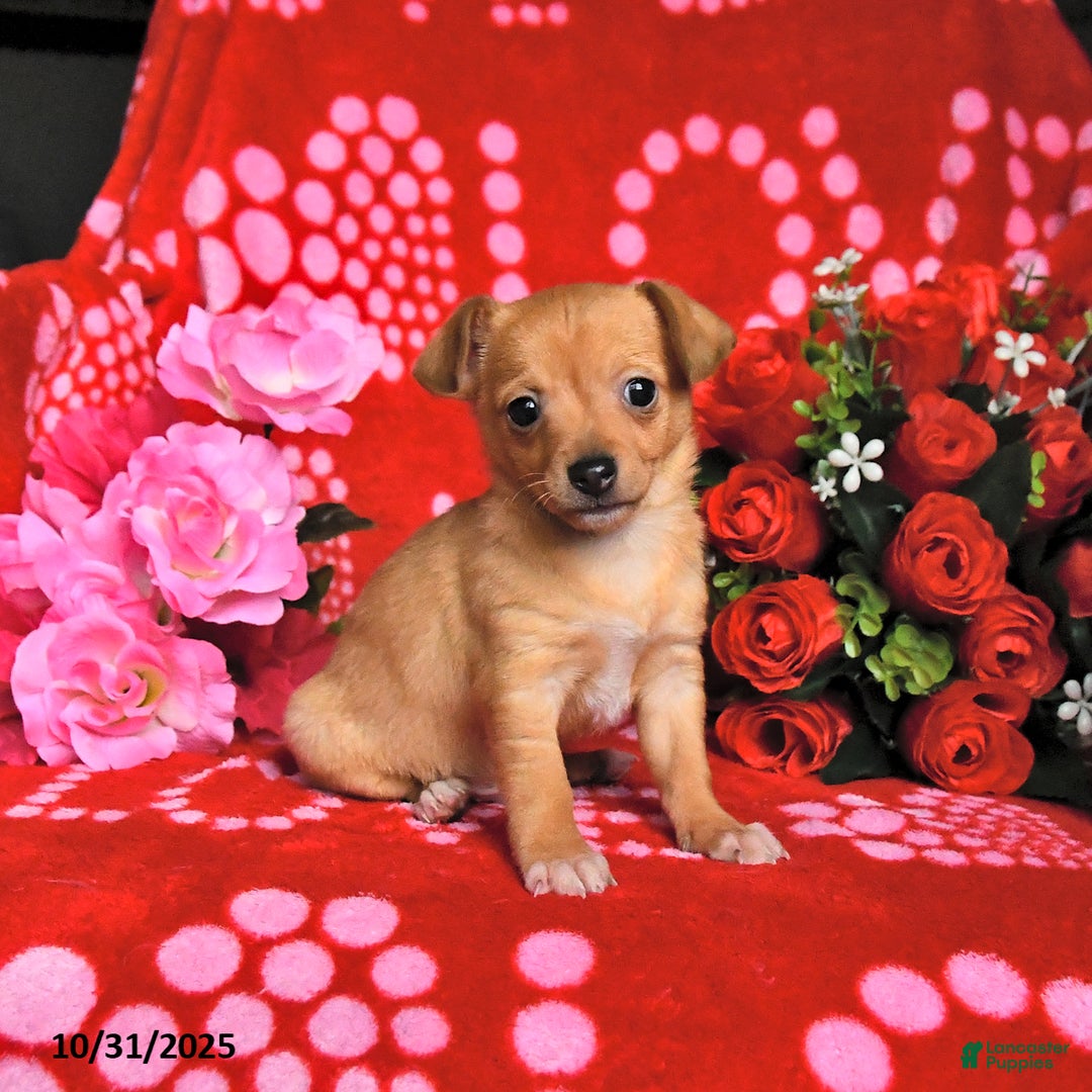 Mixed Breed dogs for sale: Peanut  - Ad 1