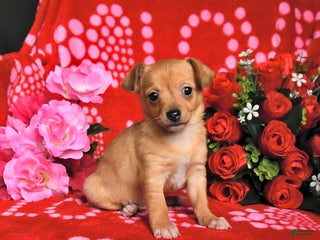 Mixed Breed dogs Peanut - Ad 41