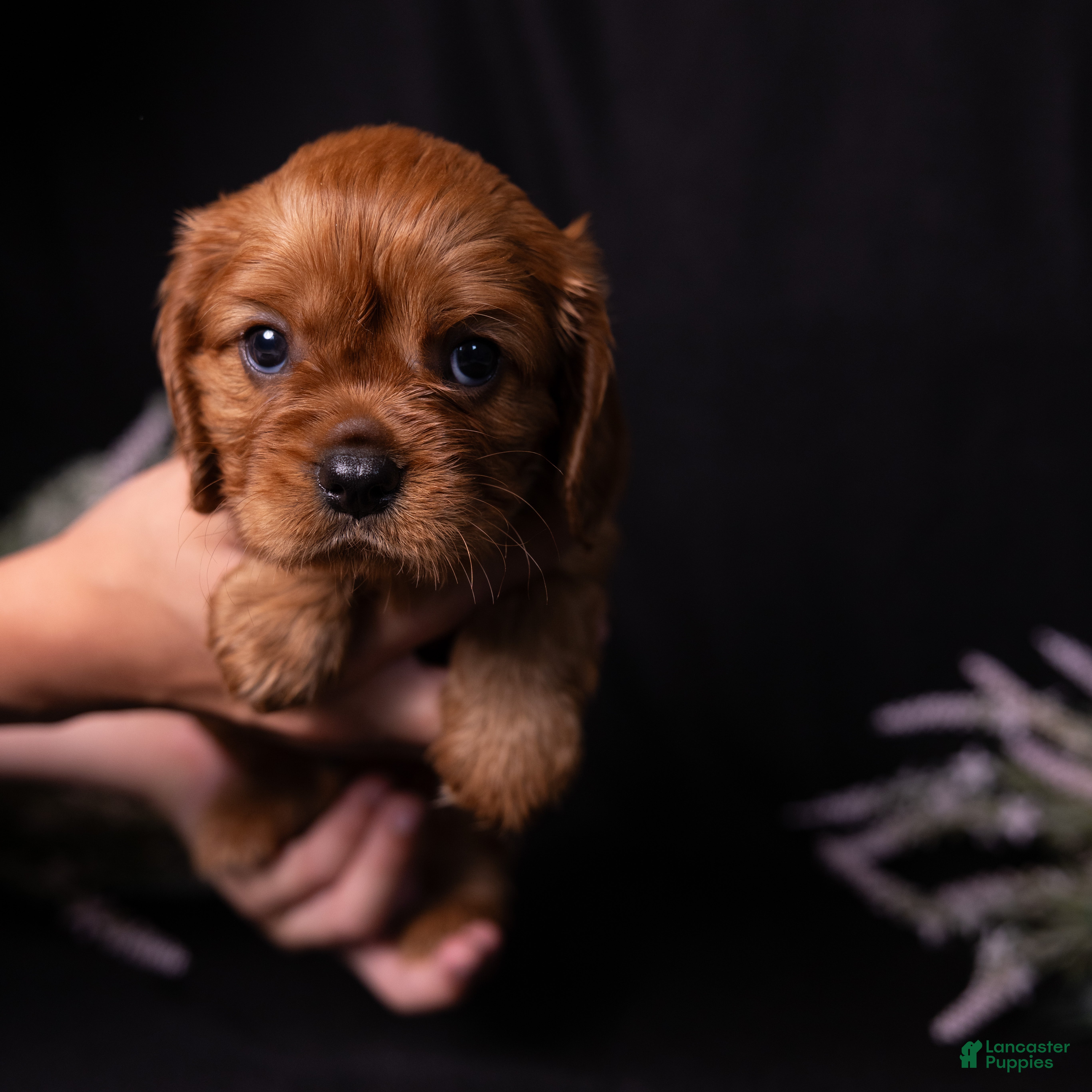 Cavalier King Charles Spaniel dogs Einstein - Ad 1