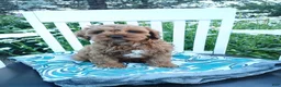 Cavapoo dogs for sale: Jerry - Ad 4