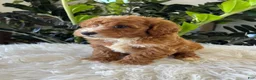 Mini Goldendoodle dogs for sale: Teddy - Ad 6