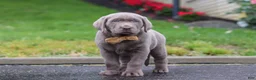 Labrador Retriever dogs for sale: Smoke - Ad 4