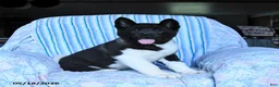 Akita dogs for sale: Reba - Ad 5