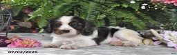 Cavalier King Charles Spaniel dogs for sale: Jordan - Ad 4