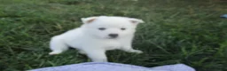 American Eskimo dogs for sale: Captain - Ad 3